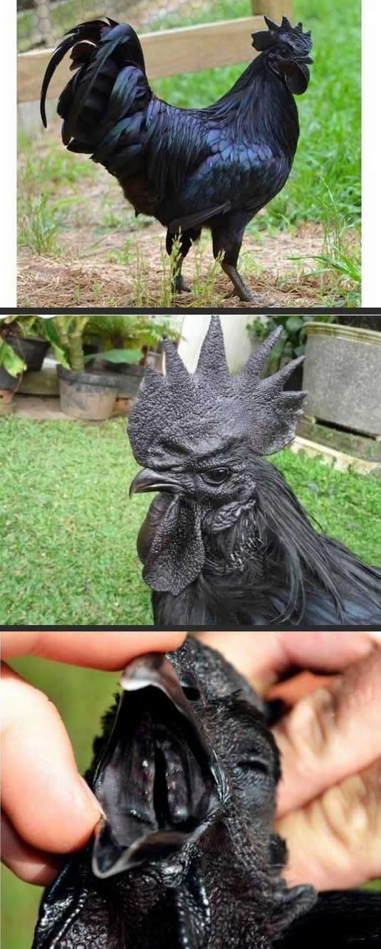 Pijetao "metalac" ranom zorom "growla"