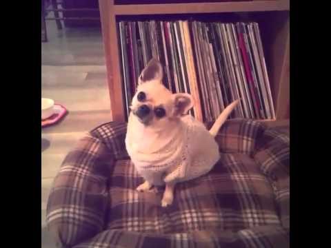 VIDEO Pas je saznao da ide u šetnju, reakcija mu je neprocjenjiva!