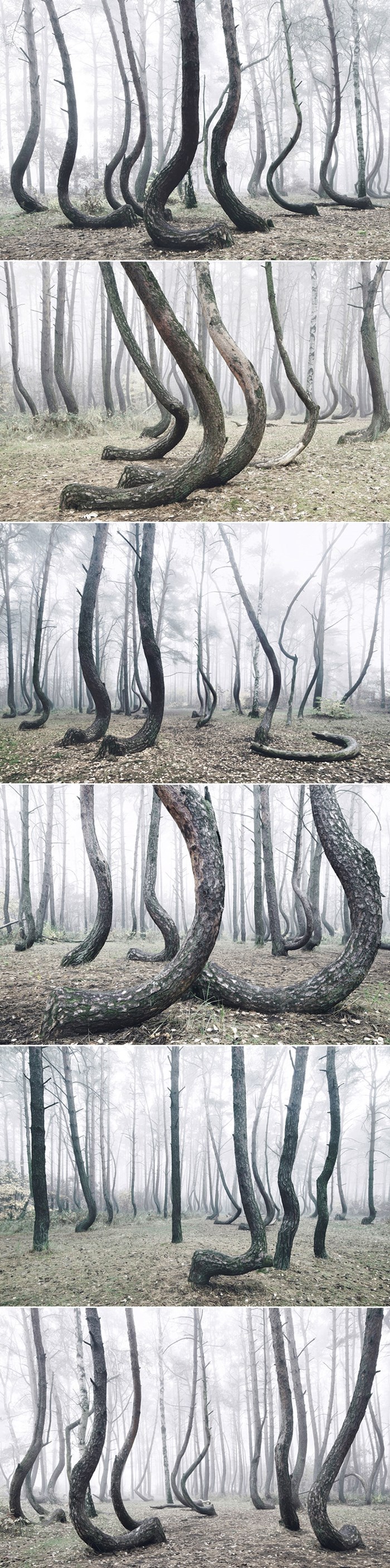 GALERIJA: Tajanstvena šuma od 400 iskrivljenih stabala i dalje je misterij za znanstvenike