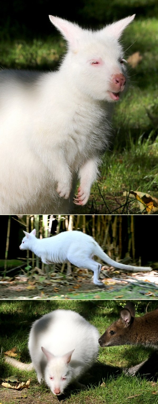 Albino klokanica Nala iz njemačkog ZOO-a