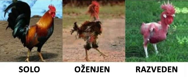 "Bivša me očerupala do gole kože" dobilo novo značenje