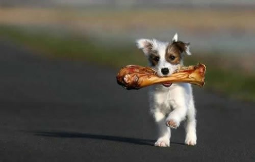 Najsretniji pas na svijetu