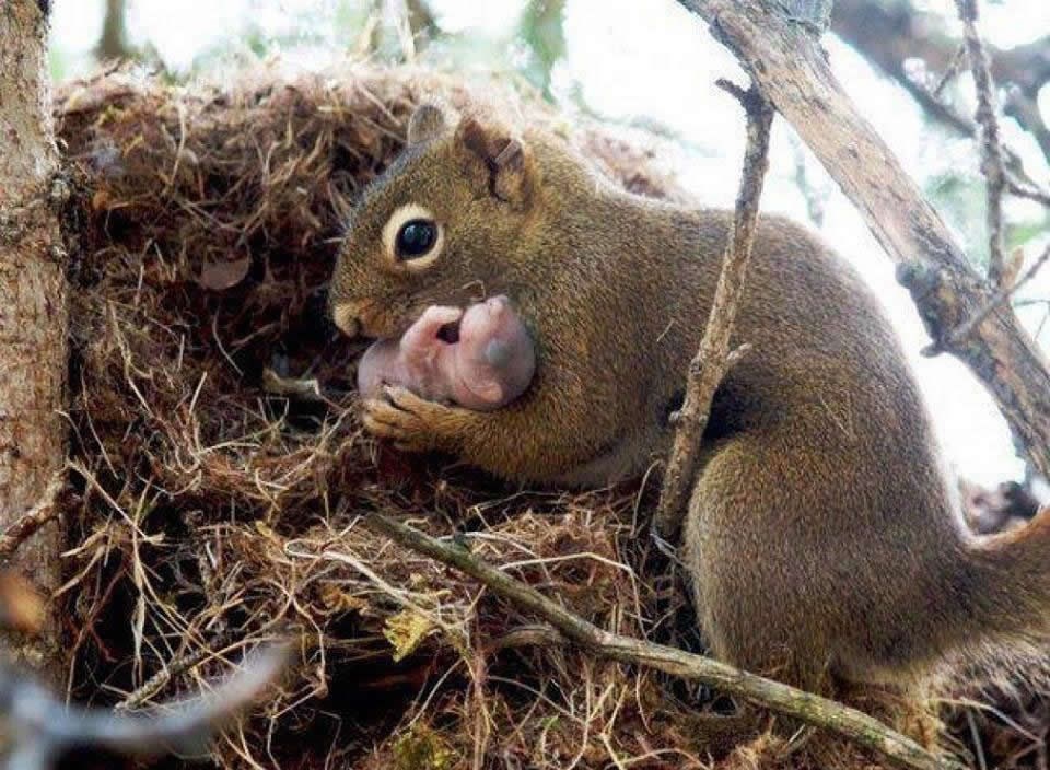 Vjeverica posvojila napuštenu bebicu