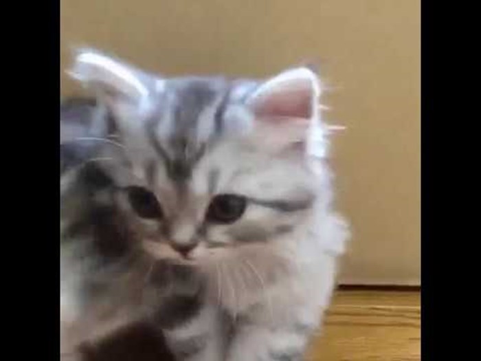 Najslađi video dana: Mačići izlaze kroz rupu u kartonskoj kutiji!