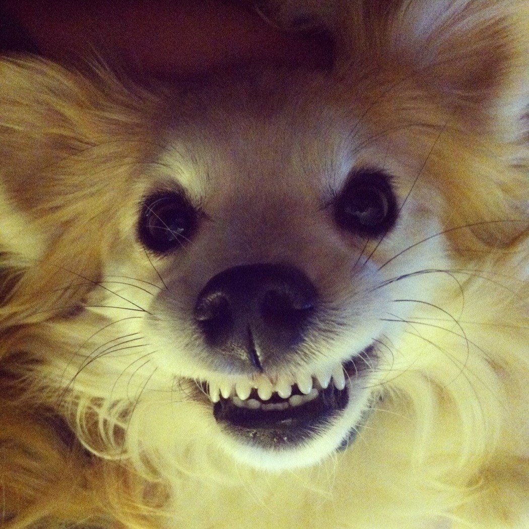 Ma kupi psića, umiljati su i slatki