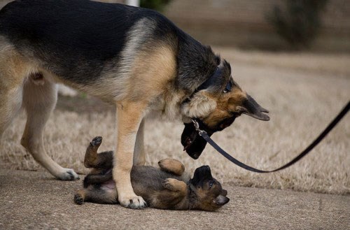 Daj, tata, igraj se sa mnom, pa ja sam mali slatki pas!