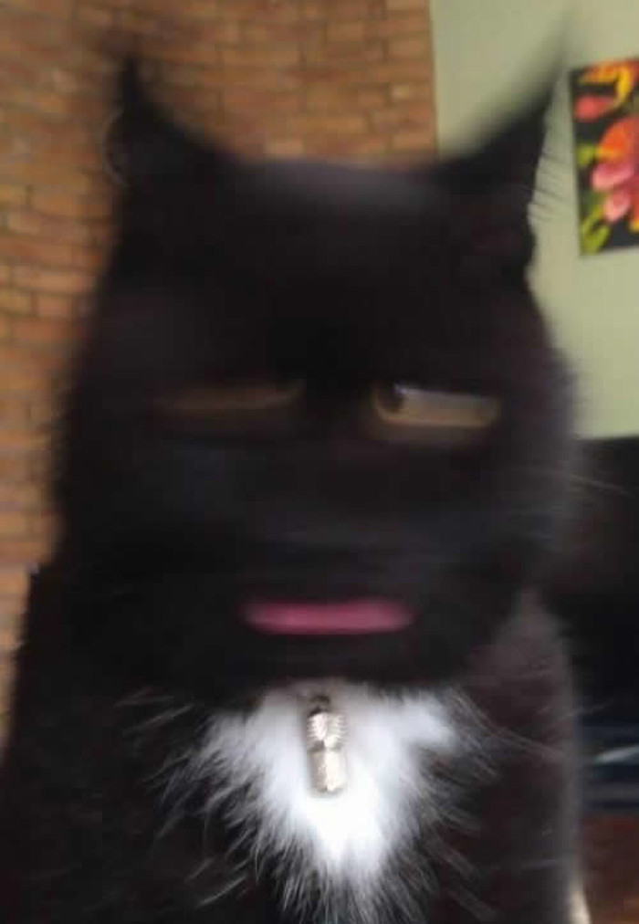 Fotkao joj selfie, mačka stresla glavu