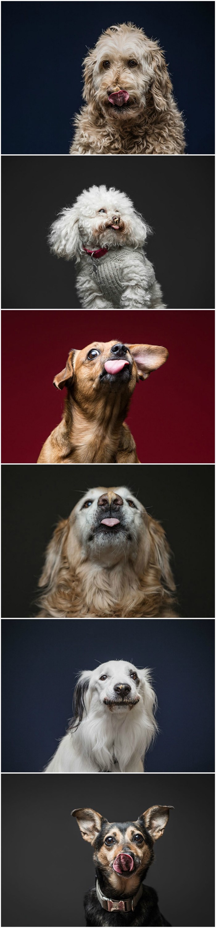 Zabavan projekt završio savršenim fotografijama - pasa i njihovih jezika
