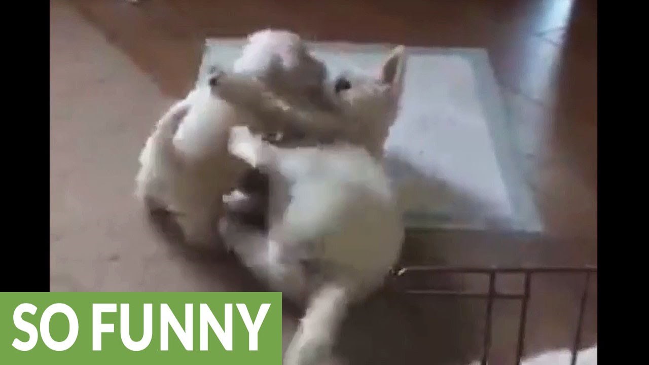 Neustrašivi psić napao veliku, odraslu seku!