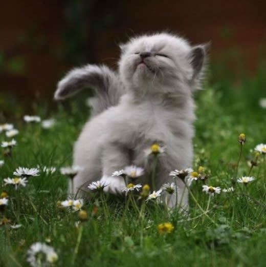 Maca trčkara livadicom i uživa u mirisu tratinčica