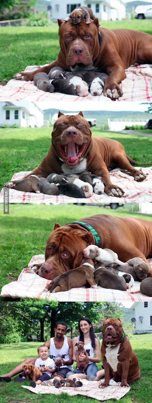 GALERIJA: Hulk, najveći pit bull na svijetu, postao ponosni tata!