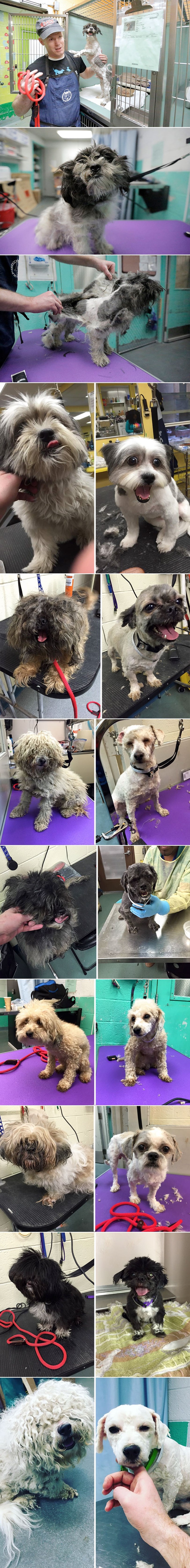 DOBRIČINA UREĐUJE STARE PSIĆE kako bi im pomogao pronaći novi topli dom