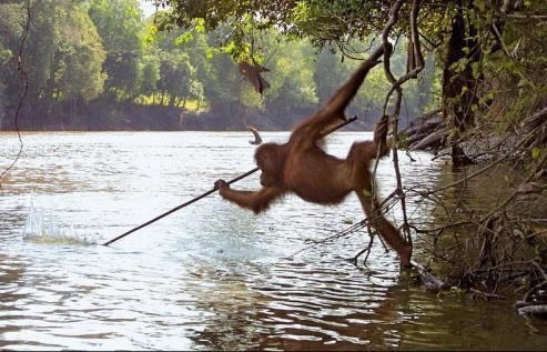 Orangutan kopljem lovi ribu