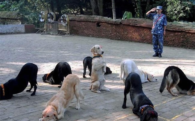 Kralj pasa trenira podanike