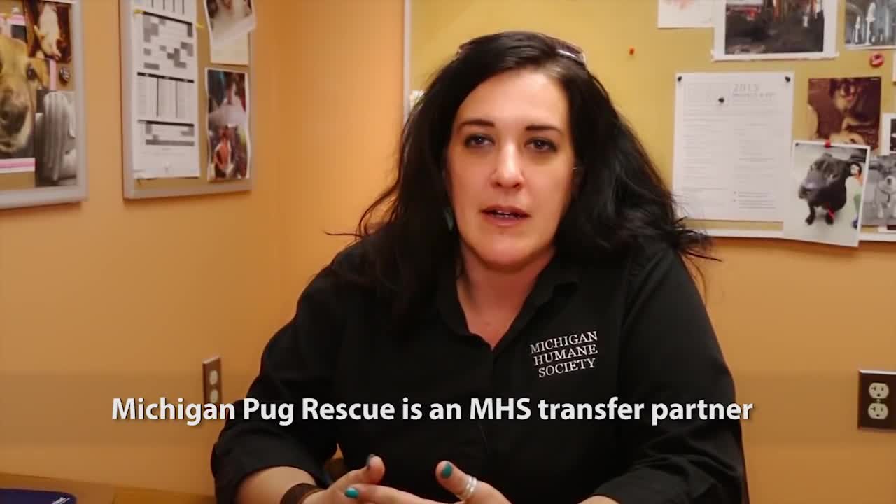 PRAVDA JE SLIJEPA: Pogledajte što se desi kad ozbiljna sutkinja upozna malenog slijepog mopsića!