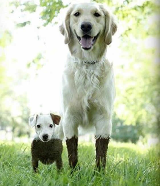 Pravi frendovi te slijede u svaku nevolju!