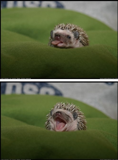 Minijaturni bebač ježić spreman za spavanac