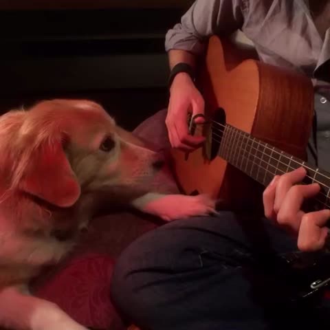 Pas svira gitaru, čovjek se pravi da zna