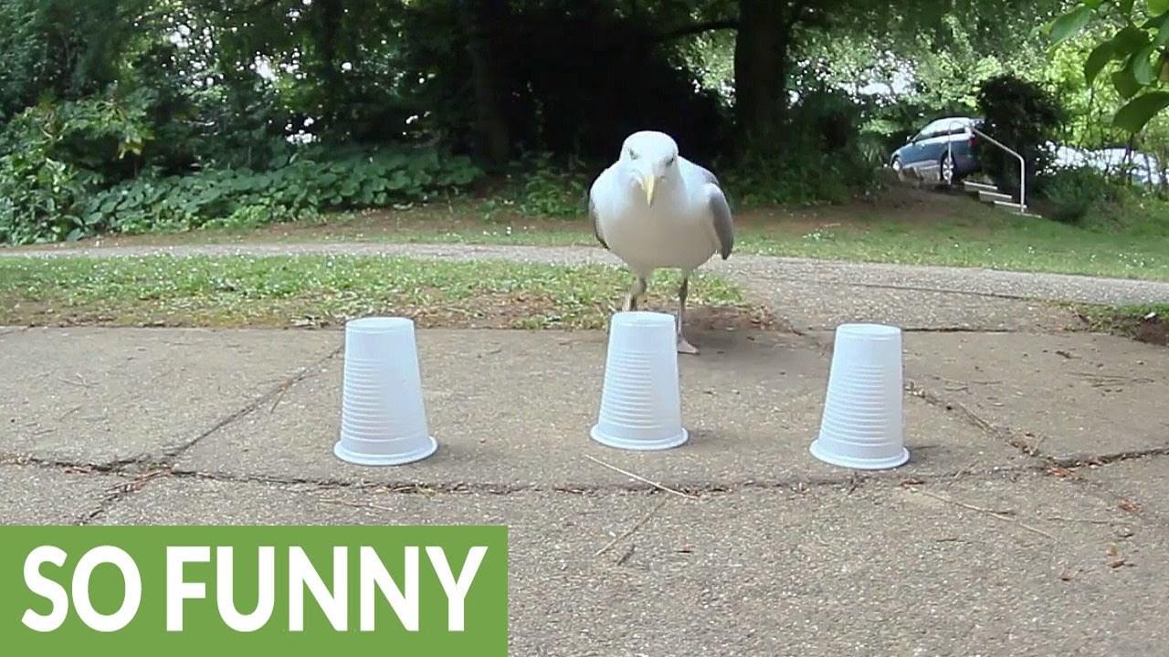 VIDEO: Galeb pogađa ispod koje mu se čaše nalazi poslastica. Evo koliko je puta pogodio.