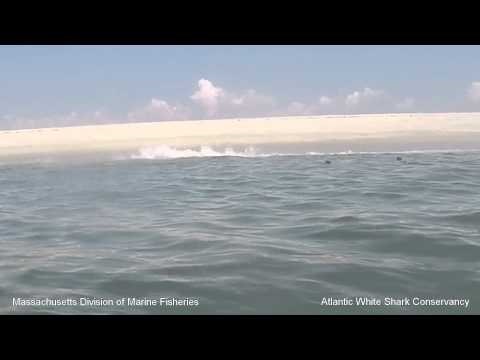 VIDEO: Tuljan morskom psu zviznuo šamarčinu, proglašen herojem svih životinja!