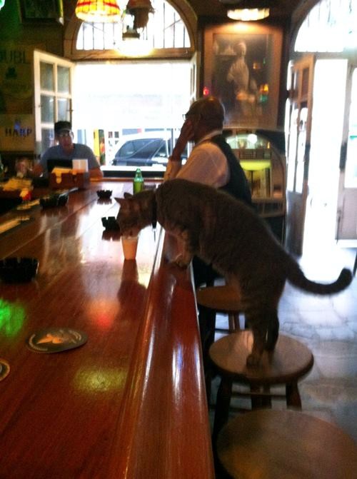 Jedan bar u New Orleansu žednim mačkama poslužuje shootere mlijeka