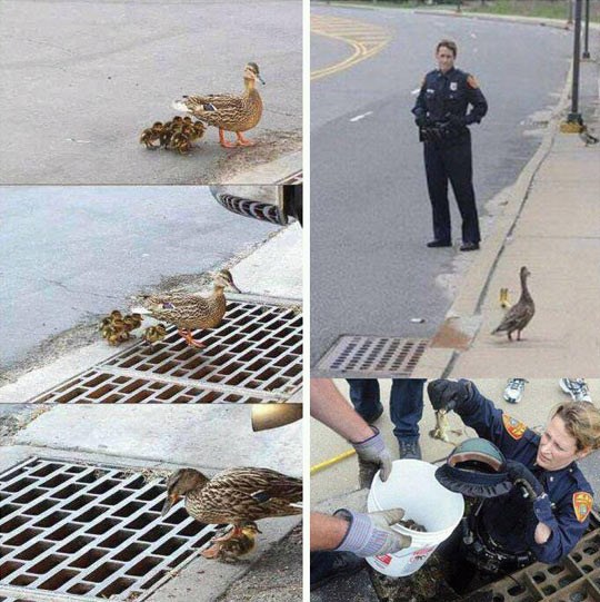 Happy end: Nespretni pačići spašeni iz kanalizacije