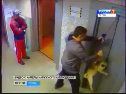 Rus spasio mopsa od sigurne smrti i postao heroj kojeg svi pamte