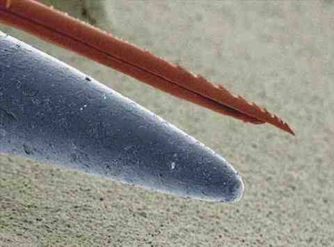 Pčelinji žalac vs. igla