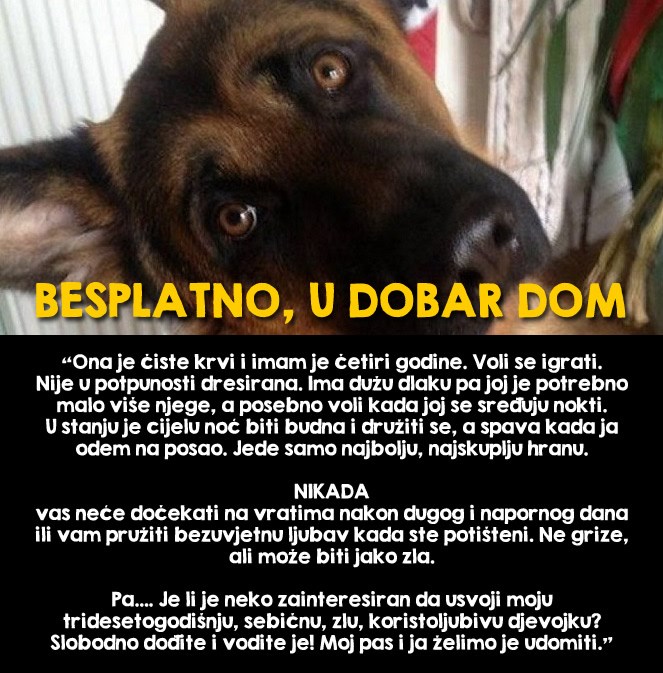 Curi se nije sviđao njegov pas - dao je oglas za udomljavanje