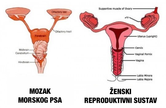 Što je zajedničko ženi i morskom psu?