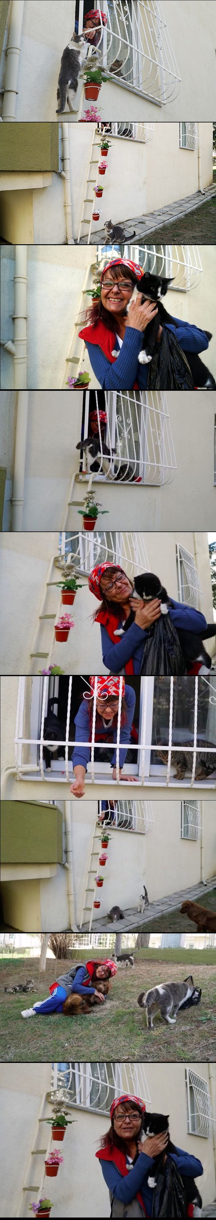 Ova je žena postavila ljestve za mačke lutalice kako bi za velikih hladnoća mogle ući u njezin dom