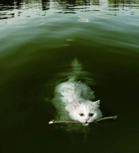 Hrabra mačka s dušom psa: Donosi štapove i pliva