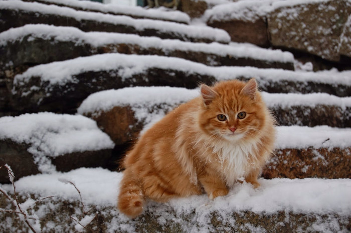 Garfield uživa na snijegu