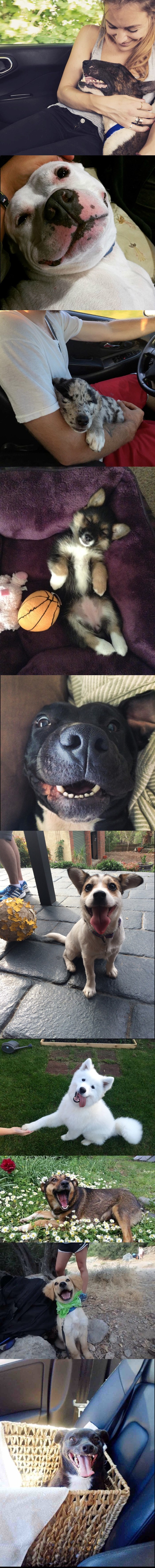 Ovako izgledaju psići nakon što su dobili novu priliku za život