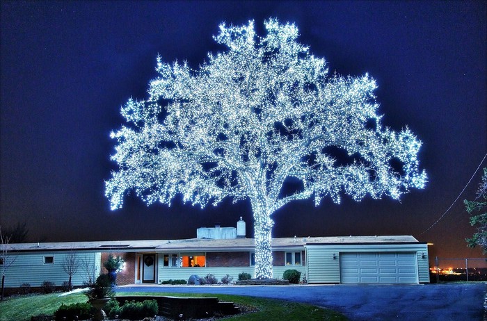Savršeno božićno drvce: 40 000 LED lampica
