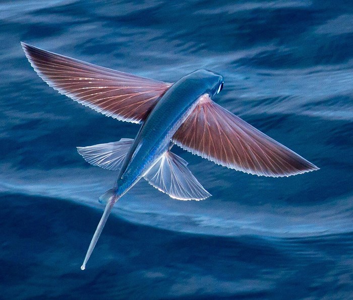 Riba poletuša u akciji: Lete i do 400 metara!