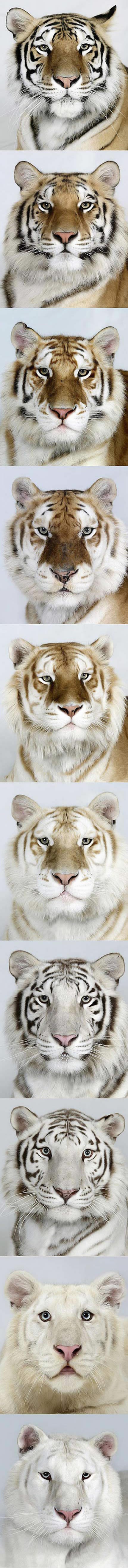 Kakvi sve tigrovi postoje?