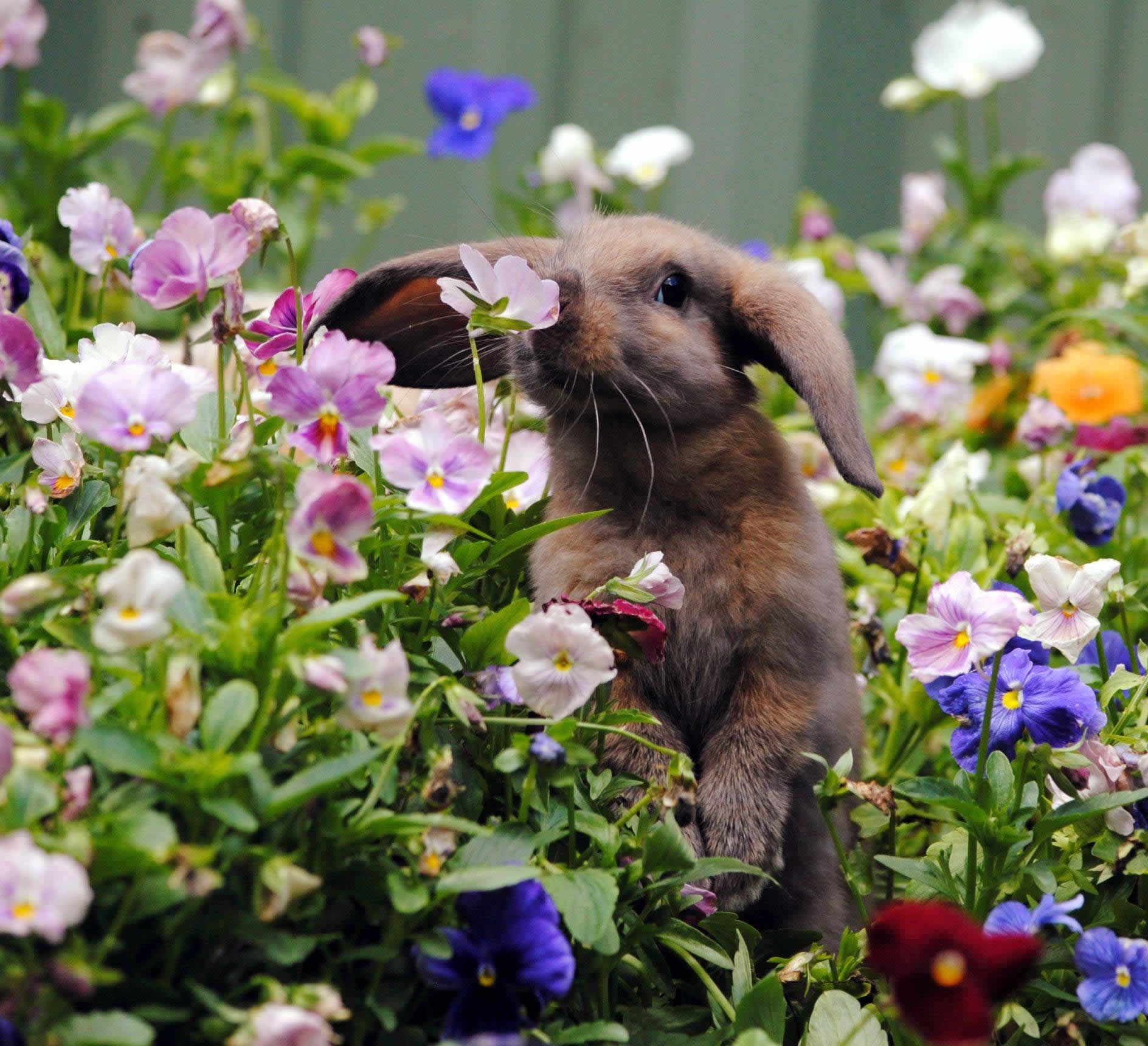 Awww, slatki zeko njuška cvjetiće!