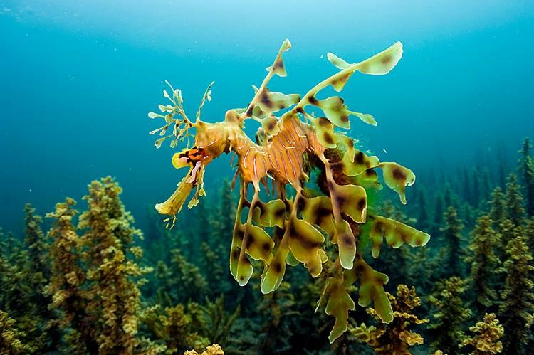 Šareni morski konjic kamuflirao se u algu