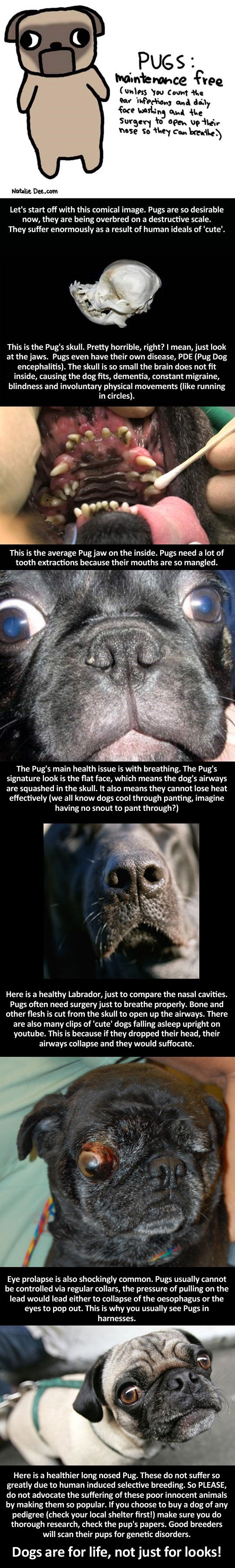 Čovjek zbog svoje zabave odvodi u smrt cijelu pasminu