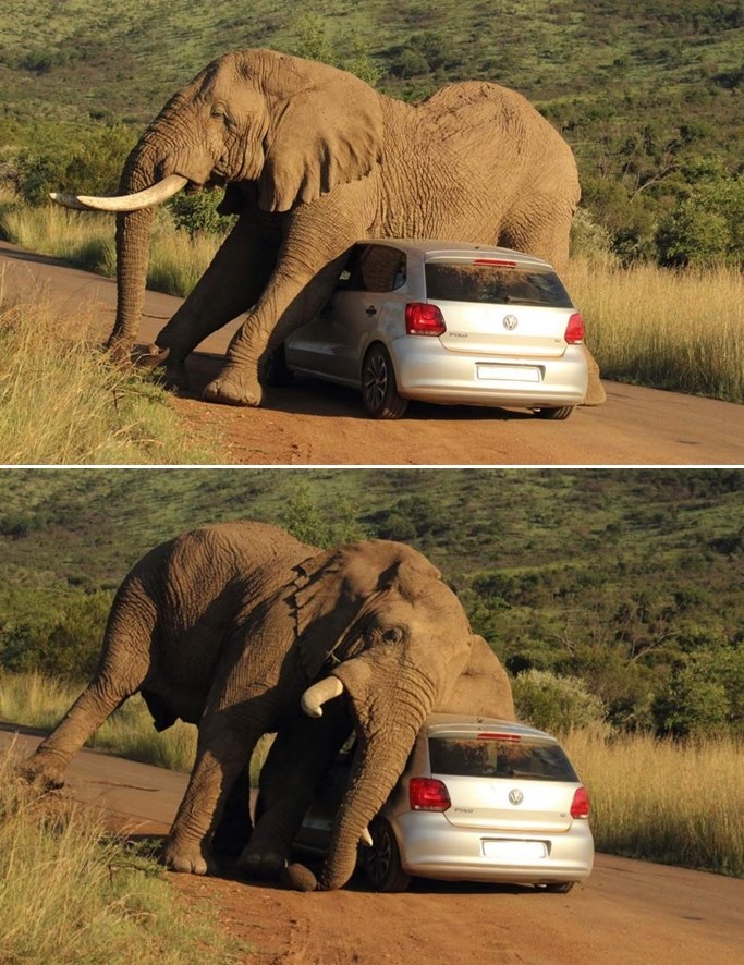 Slon se zaljubio u auto