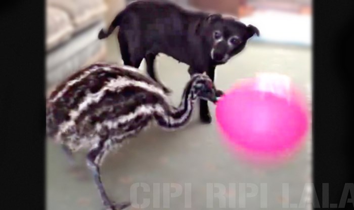 VIDEO: Ludi emu i zbunjeni pas - dobitna kombinacija