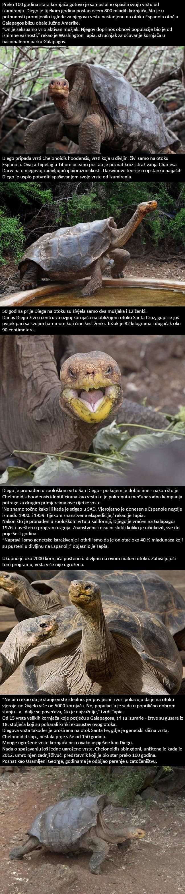 Stogodišnja kornjača seksualni manijak spašava svoju vrstu od izumiranja: Gotovo je bez pomoći obnovio populaciju svoje vrste!