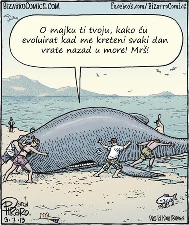 Kitu dojadile budale, koče mu evoluciju