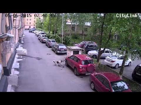 VIDEO: Pas pojeo auto