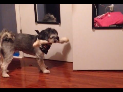 VIDEO: Totalno smiješni i sa čeličnom voljom