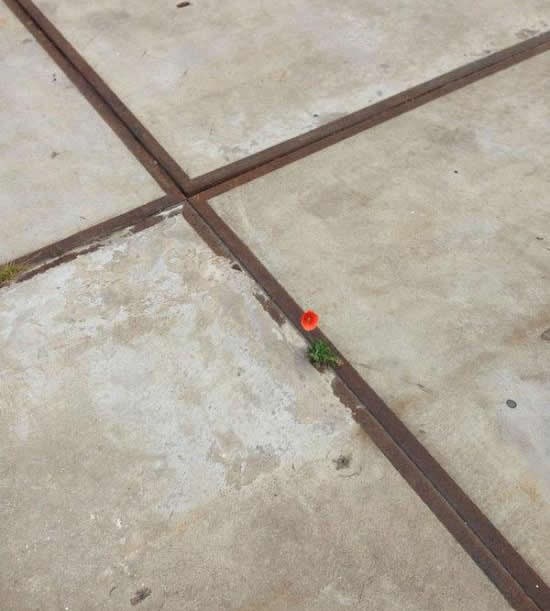 "Život uvijek nađe put"