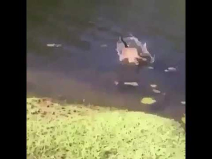 VIDEO Čovjek je kihnuo i toliko uplašio macu da je završila u jezeru