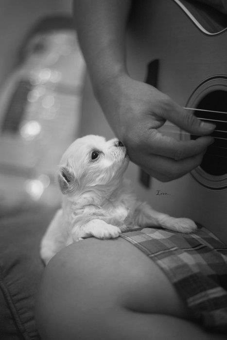 Dobar ukus od malih šapa