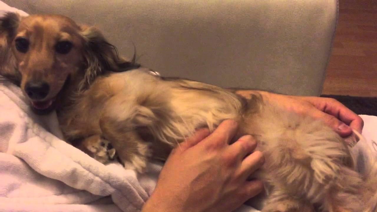 VIDEO: I on se smije kad ga škakljaju 